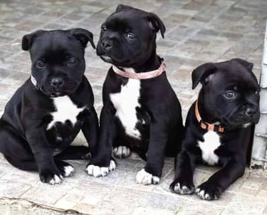 cuccioli grecalestaffs staffordshire bull terrier con pedigree Enci allevamento Sicilia Italia