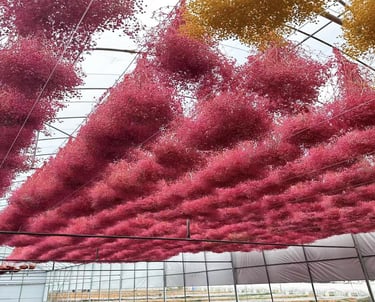 preserved flower factory