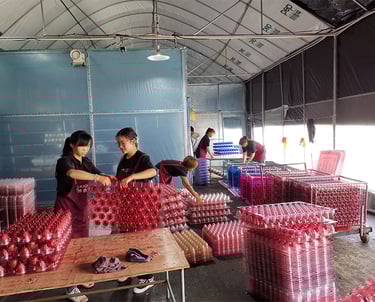 preserved flower factory