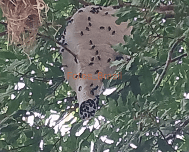 Casa de abelhas exóticas espécie não identificada. Foto_02