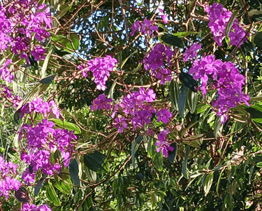 Flores: Natureza silvestre, Quaresmeira. Foto _03