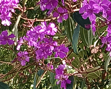 Flores: Natureza silvestre, Quaresmeira. Foto _01