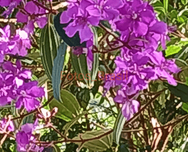 Flores: Natureza silvestre, Quaresmeira. Foto _02