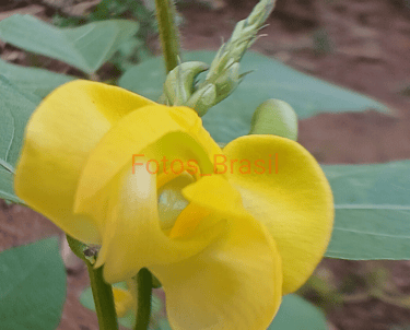 Flores: Feijão espécie exótica. Foto _01