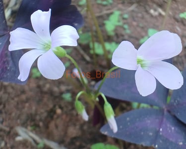 Flores: Natureza jardim, trevo roxo. Foto _03