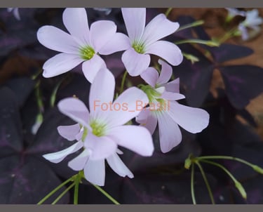 Flores: Natureza jardim, trevo roxo. Foto _04