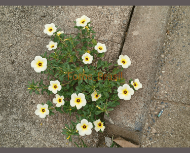 Flores: Natureza jardim, aleatória. Foto _02