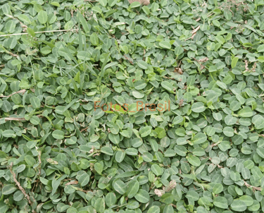 Estilo gramado verde de folhas arredondadas.