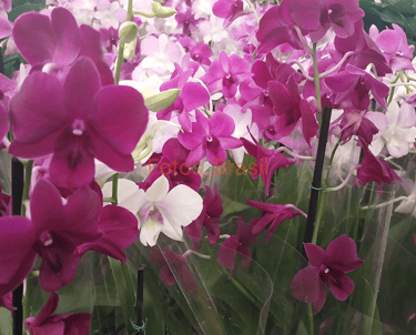 Flores: Natureza hospedeira, Orquídeas. Foto _01