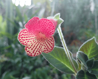 Uma linda flor de cores vibrantes. Vermelho e branco sobre as folhas verde de um quintal