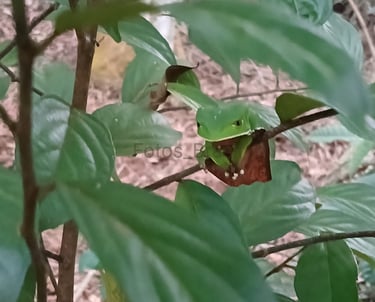 Uma pequena árvore na beirada da floresta e entre seus galhos uma majestosa perereca verde camuflada