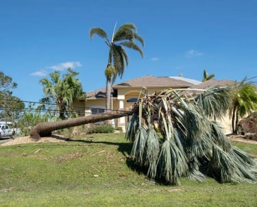 fallen palm tree