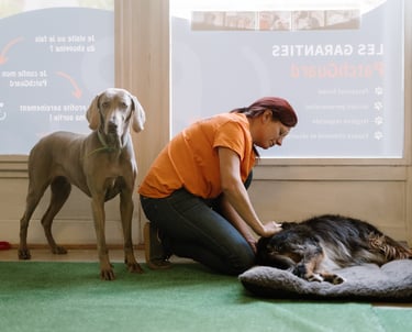 laetitia qui masse un chien - strasdog et patch guard