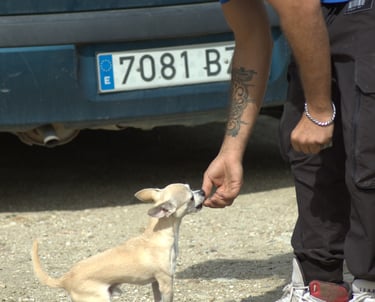 a man is giving a dog a treat