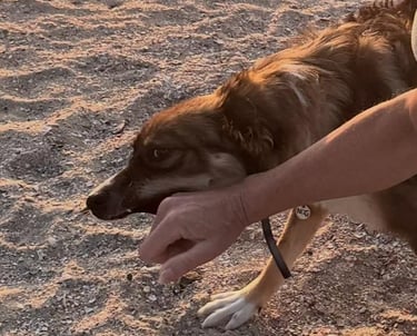 hond die in hand bijt