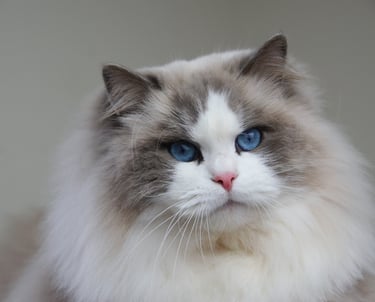 a cat with blue eyes and a white cat