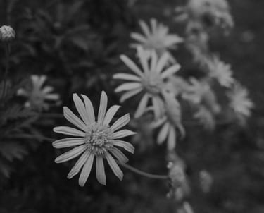 Decorative image by Ashford Marx on Pexels