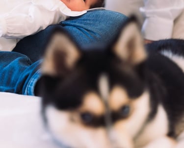Photographe famille Paris 16 : bébé et papa avec leur chien au salon