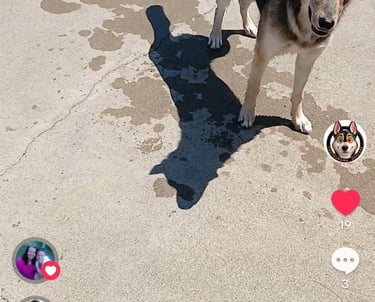 a dog is standing in a driveway with a dog