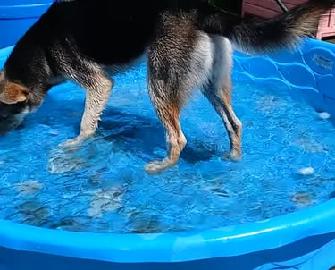 a dog is standing in a pool of water