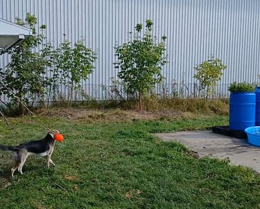 a dog is playing with a frisbee in the yard
