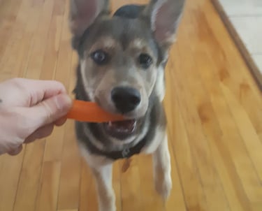 a dog is holding a carrot in its mouth
