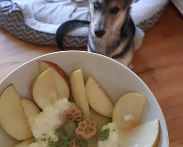 a dog sitting in front of a dog bed