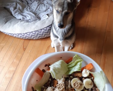 a dog is sitting on a table with a bowl of food