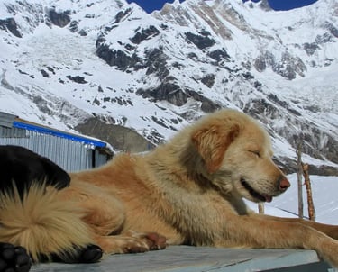 a dog laying on a bench in the snow