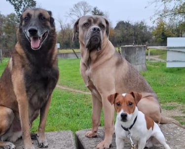 bilan comportemental canin instinct de meute