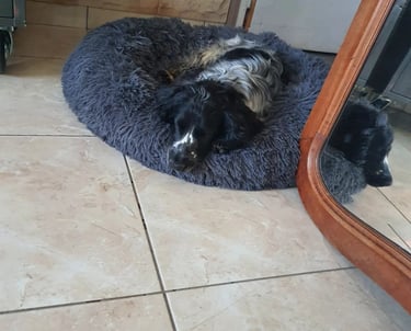 garderie chien instinct de meute