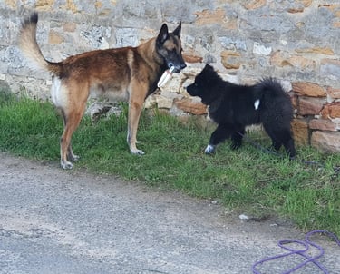 education canine harmonie instinct de meute