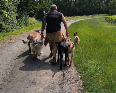 balade groupe chiens instinct de meute