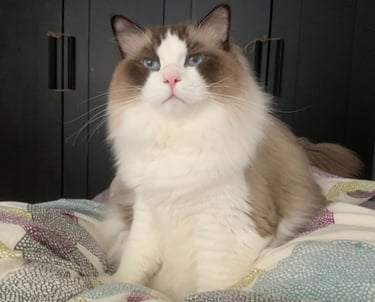 ragdoll cat in bed