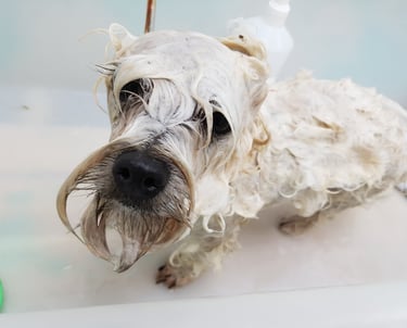 a dog is getting his hair washed with a hair dryer