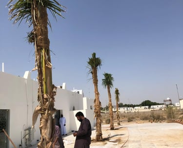 ملوكي مزروع وفق أسس زراعية صحيحة