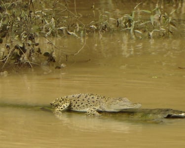 borneo kinabatangan river cruise corcodile