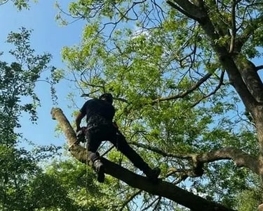 burnham tree services essex