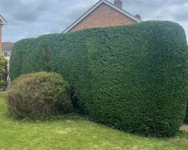 hedge cutting essex