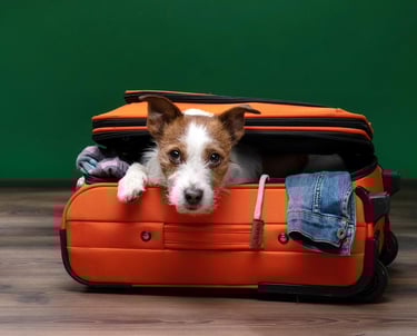 Travelling with Pets