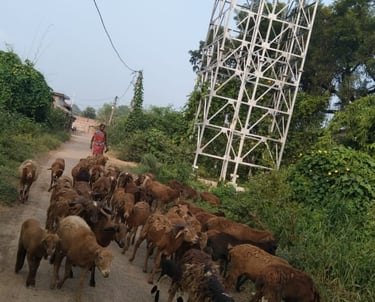 woman with sheep