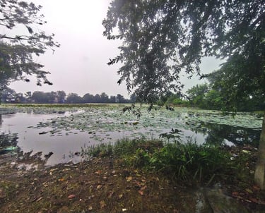 pond