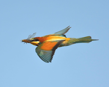 Europese Bijeneter (Merops apiaster) in duikvlucht jagend op insecten in Gambia