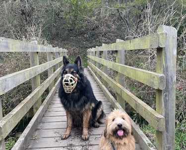 Rory the Havanese & Bruce the German Shepherd on an Adventure walk
