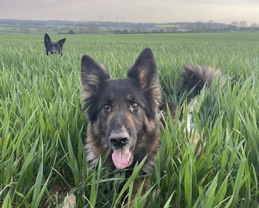 Panzer & Hannya the German Shepherds