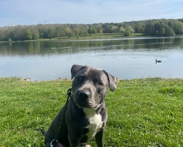 Lyndon the Staffy on his walk in the park