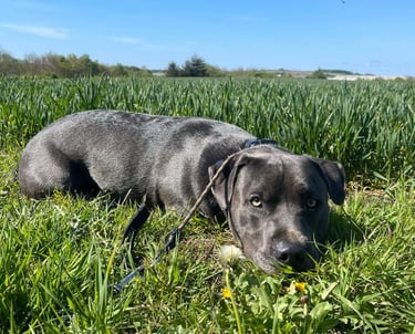 Lyndon enjoying a rest on his dog walk with Hannah