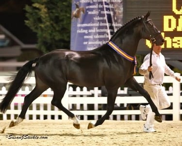 Starlight, Grand Champion, Dressage at Devon 2008