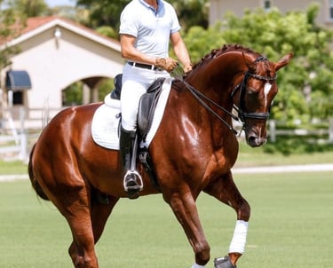 Rick Silvia with the Hannoverian Stallion,  Desperado 