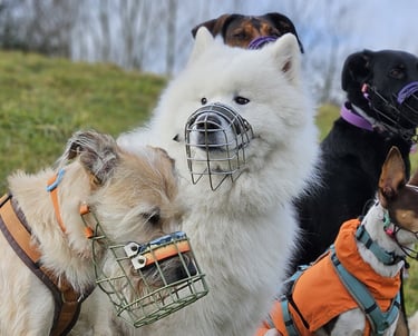 Hunde mit Maulkorb